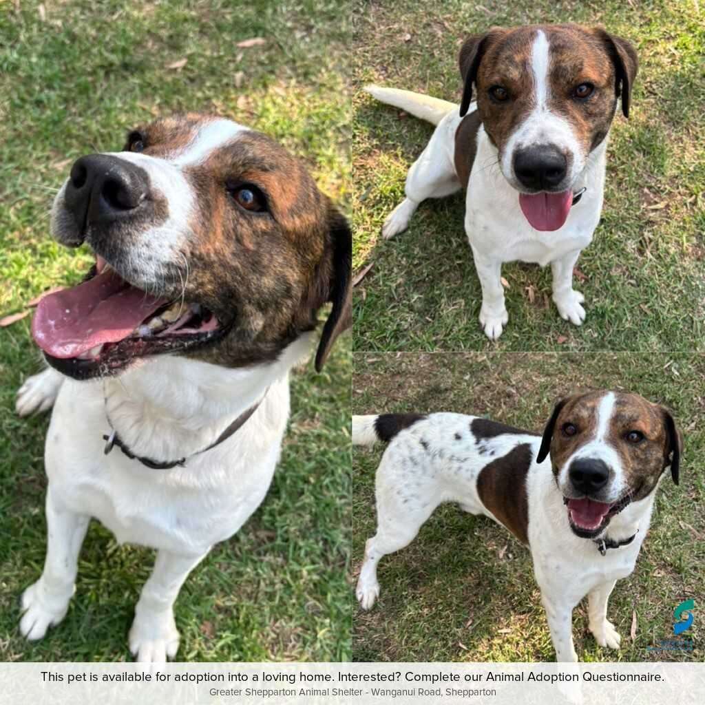 Pet of the Week | Meet Donny
