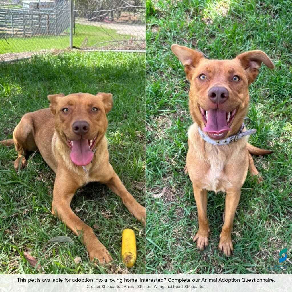 Pet of the week: Winnie