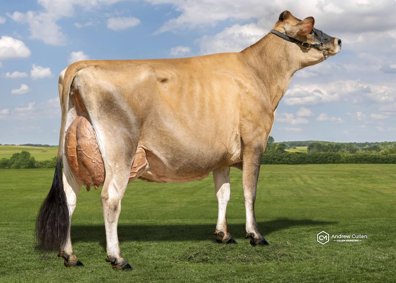 Jerseys shine for fertility