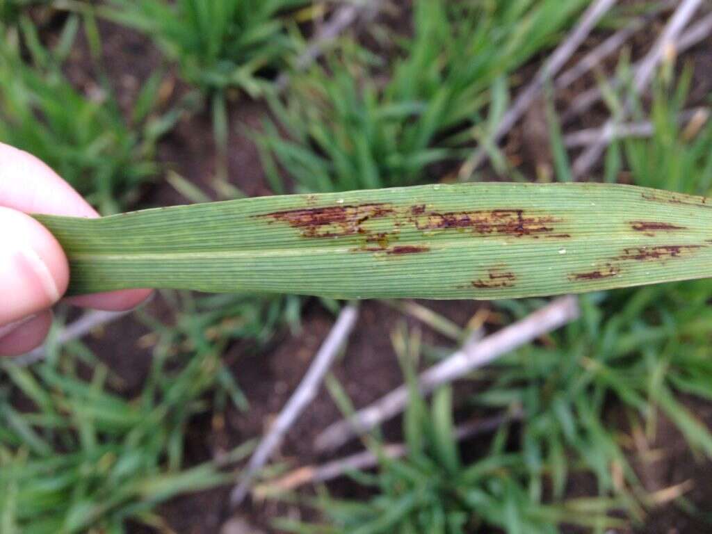 Be alert for triple-fungicide-resistant barley net form net blotch - Dairy News Australia