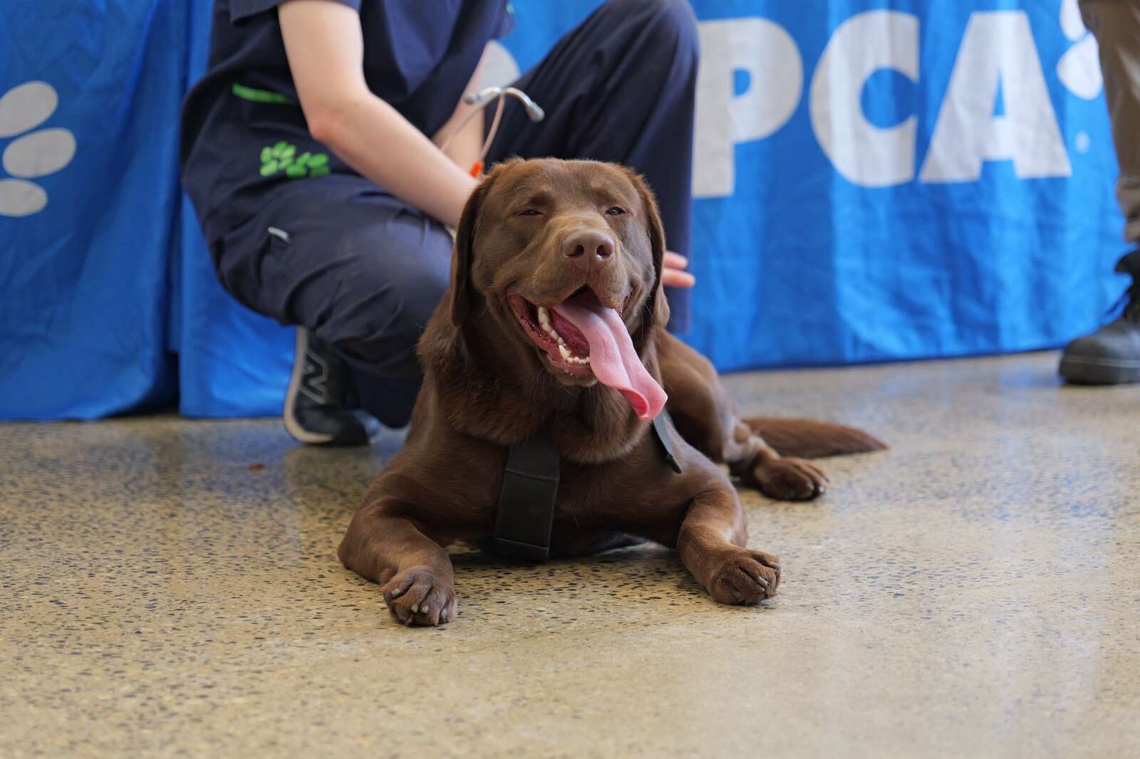 Protect your pets from summer heat dangers