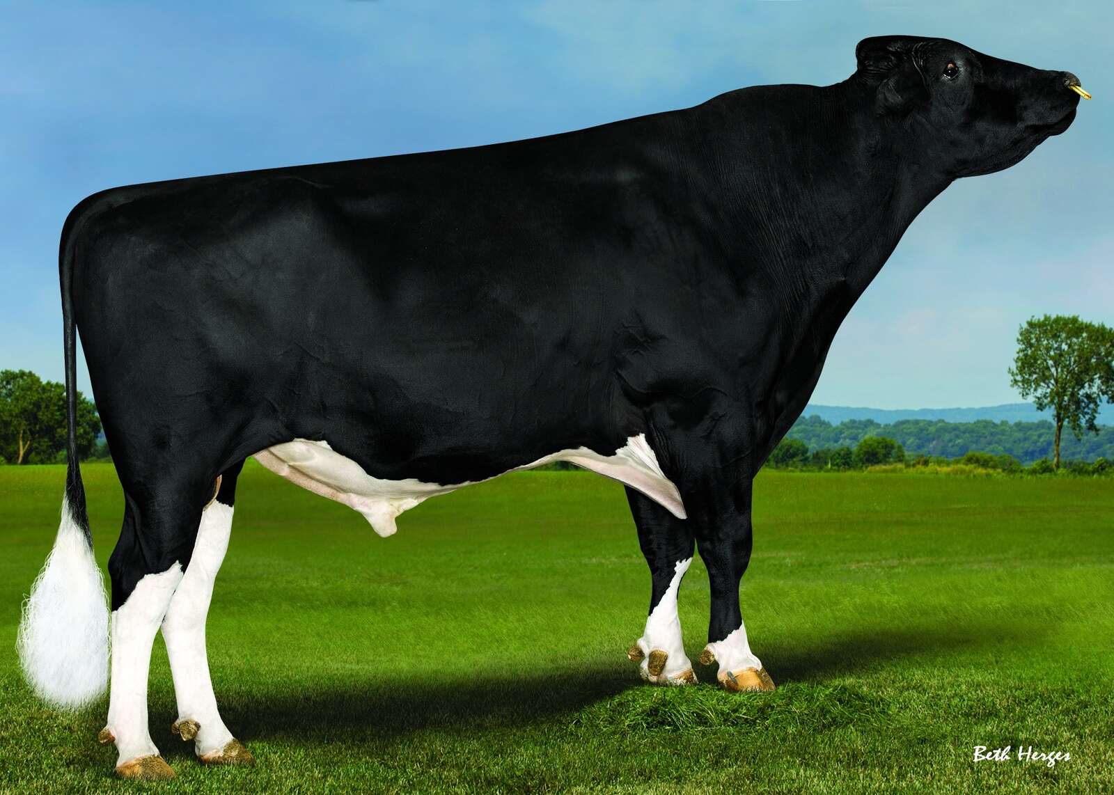 Bull genomic testing boom