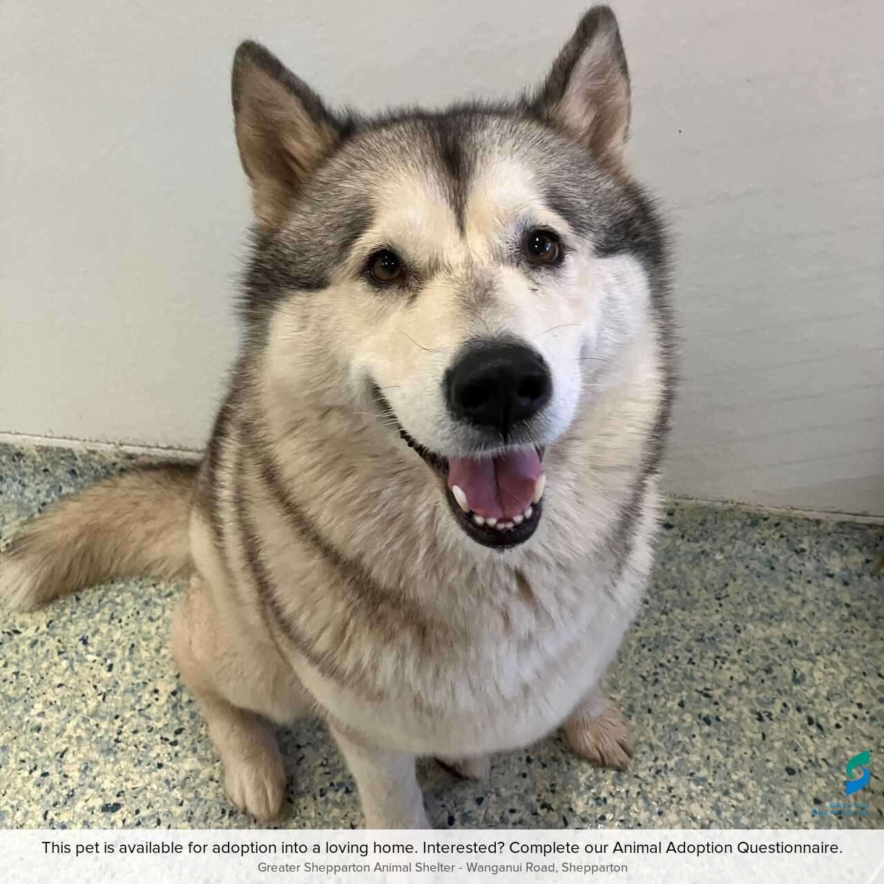 Pet of the Week | Meet Luna