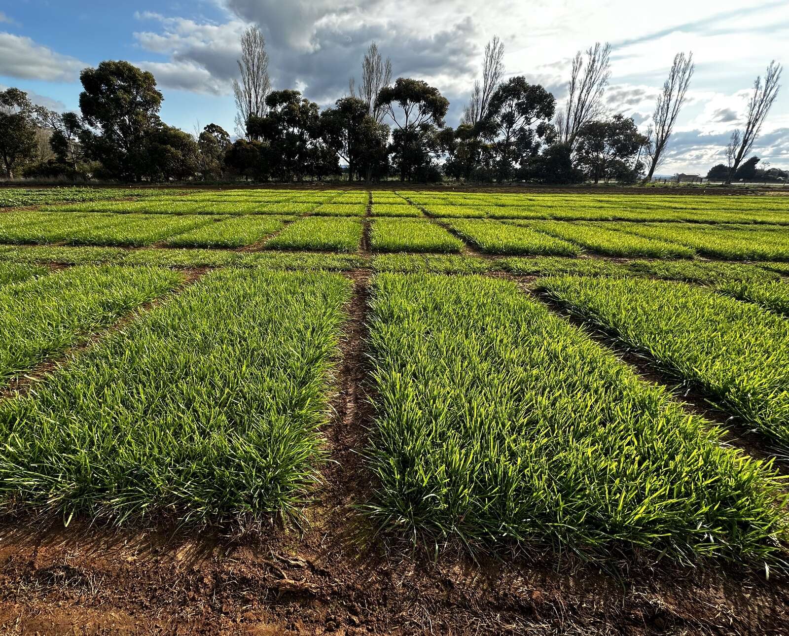 Successful pastures in tough seasons