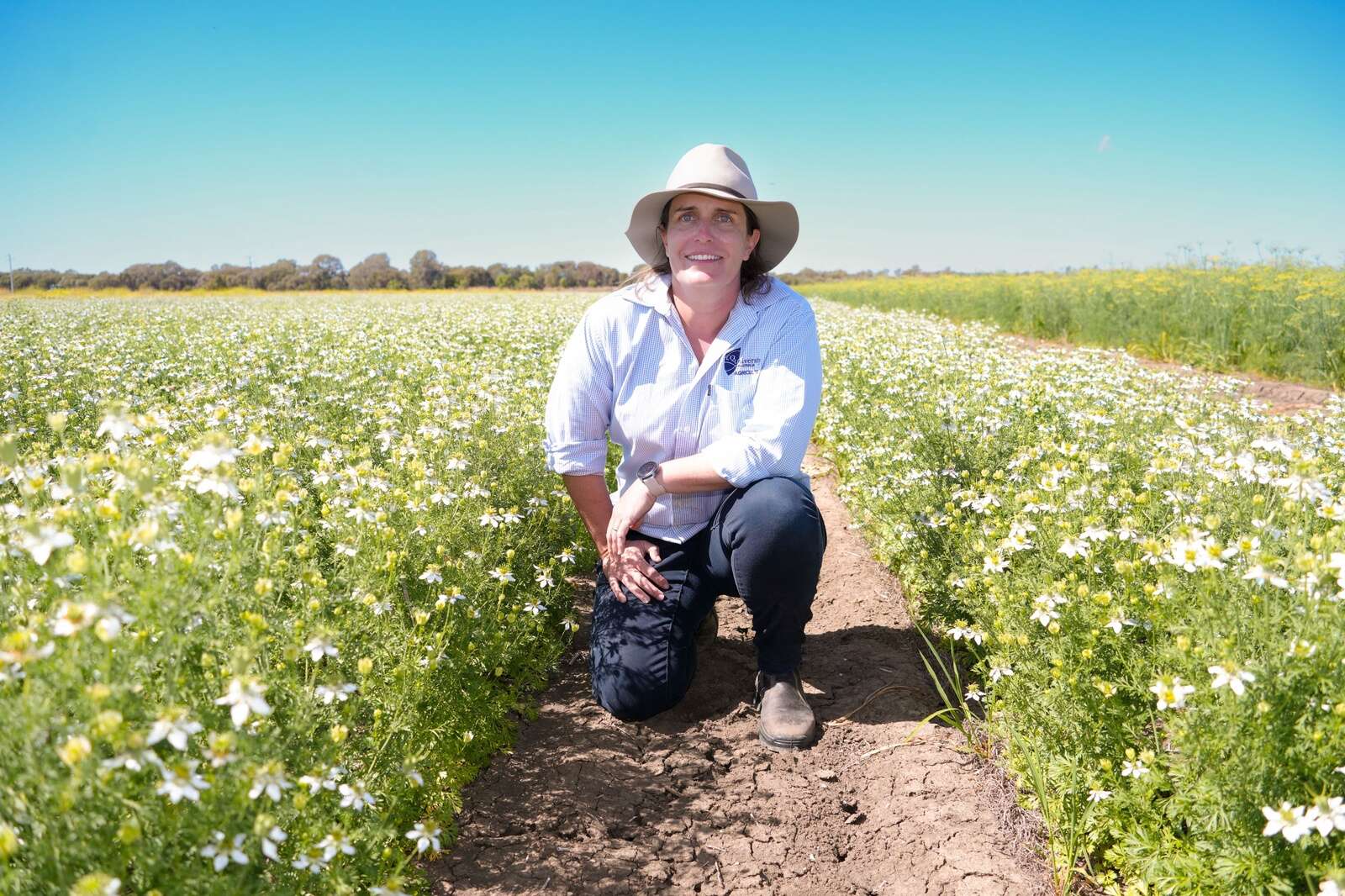 Spicy new crop options for farmers in northern Australia