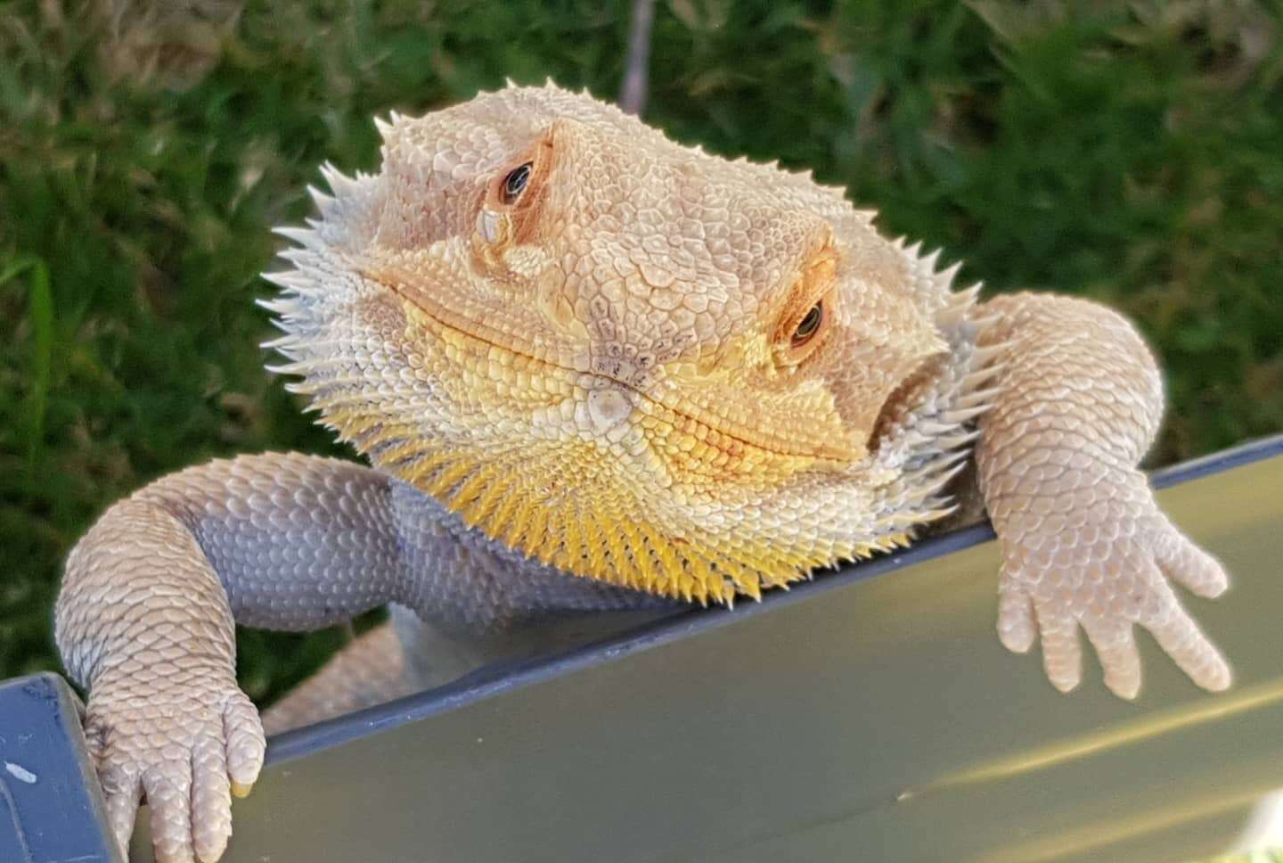 Year in review: Pets 2024