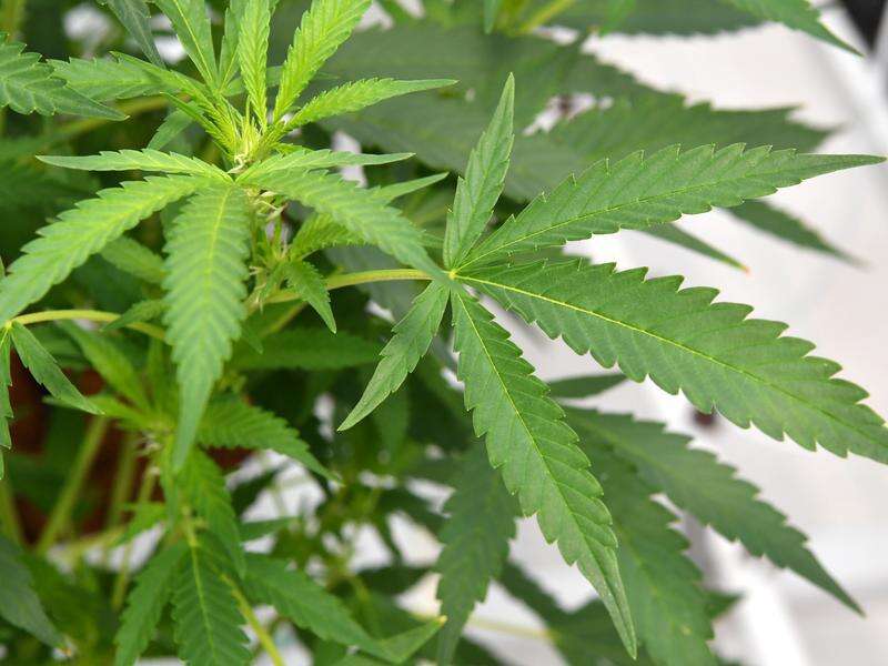 ‘Prohibition has failed’: Push to legalise weed in NSW | Shepparton News