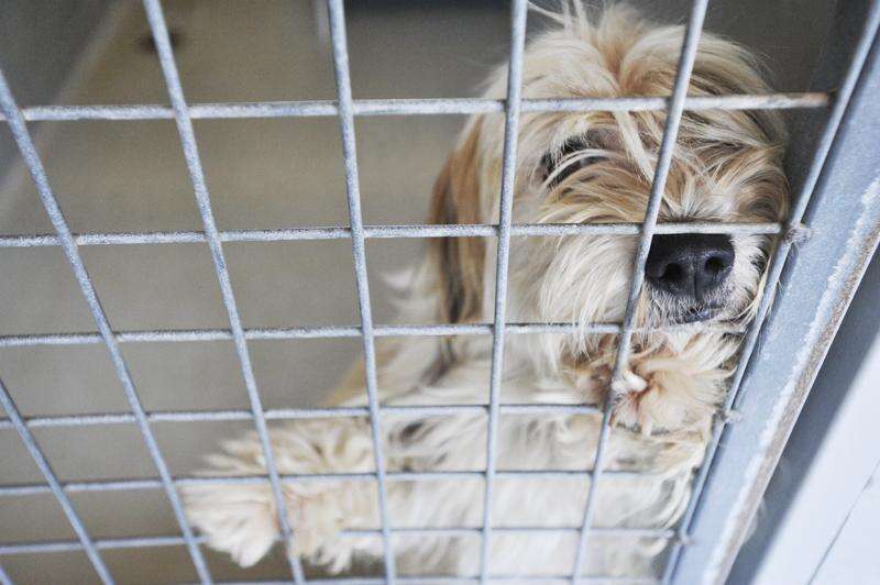 Council’s response to talk around surrendered pets