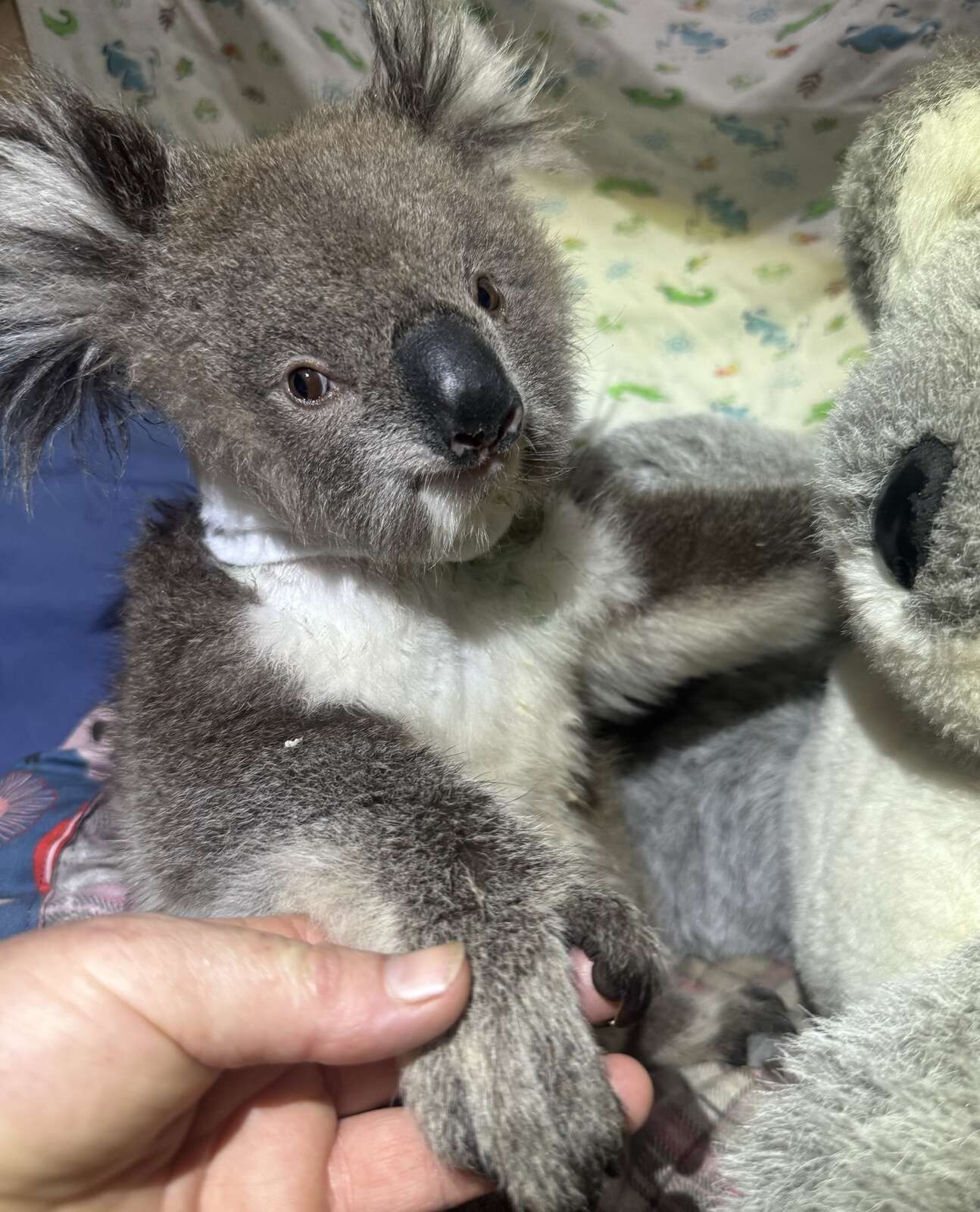 Koala joey in care following reported dog attack