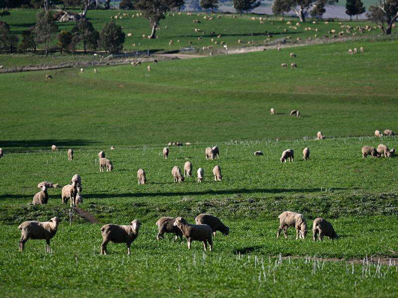 Sheep and beef behind rise in farmer sentiment
