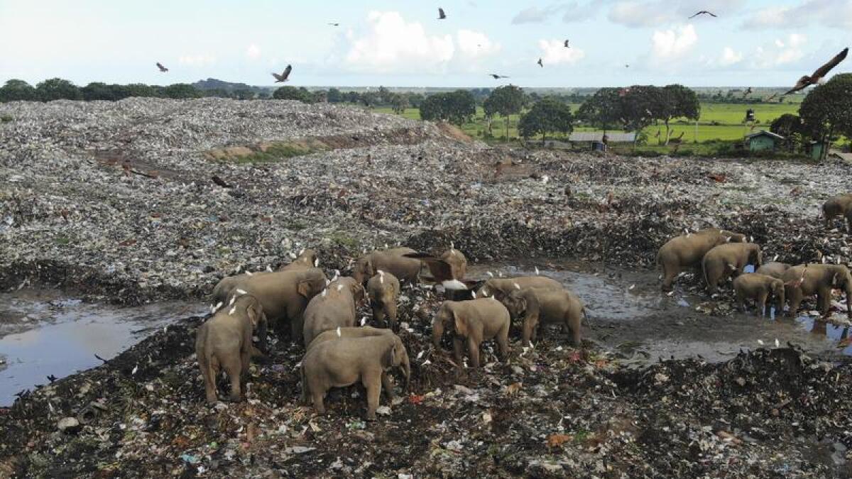 Elephants scavenge for food at an open landfill in Pallakkadu village