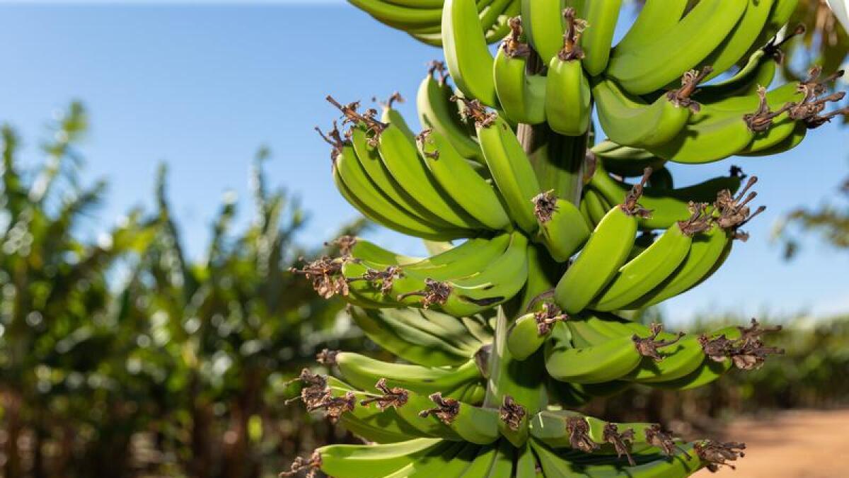File image of a banana plantation.