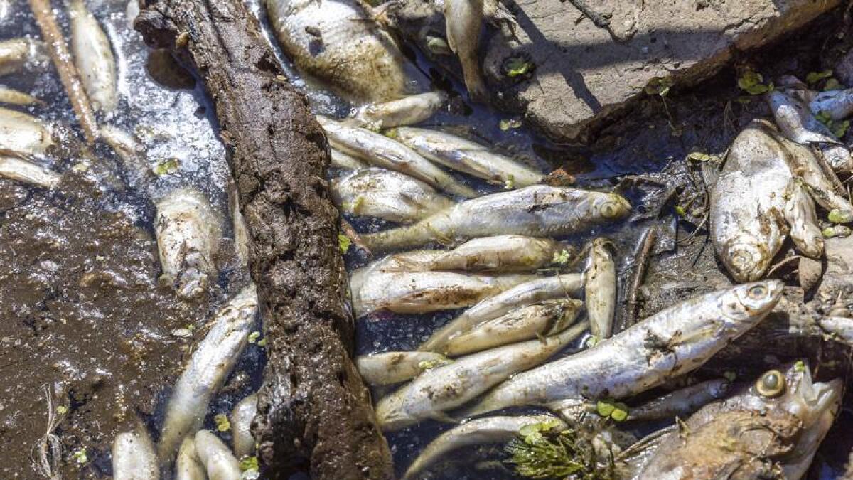 Dead fish in the Oder River near Brieskow-Finkenheerd, Germany