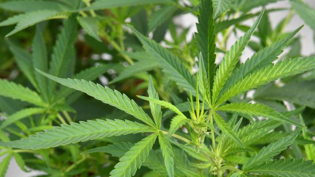 Cannabis plants (file image)