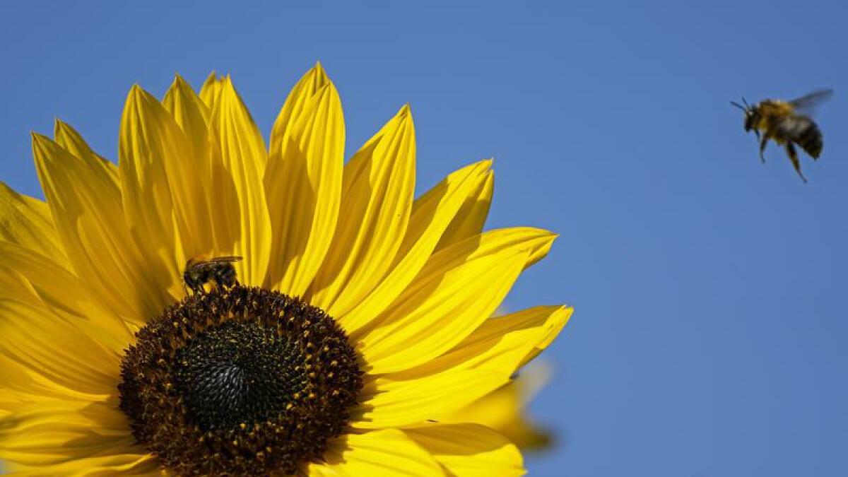 A bee arrives at a sunflower.