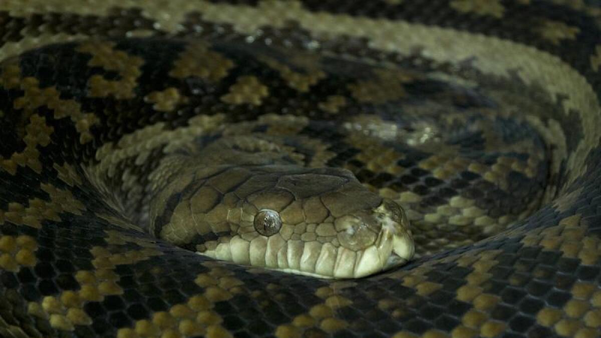 A file photo of a python 