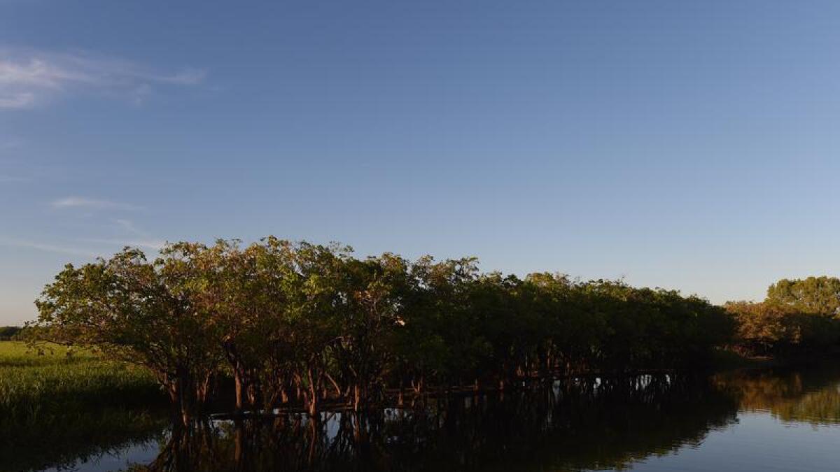 Yellow Water in the Kakadu National Park (file image)