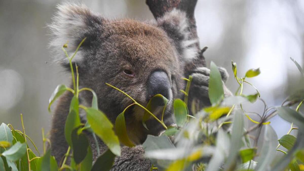 The NSW government plans to protect koala habitat and build new homes.