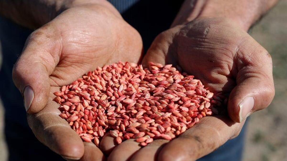 A file photo of barley seeds