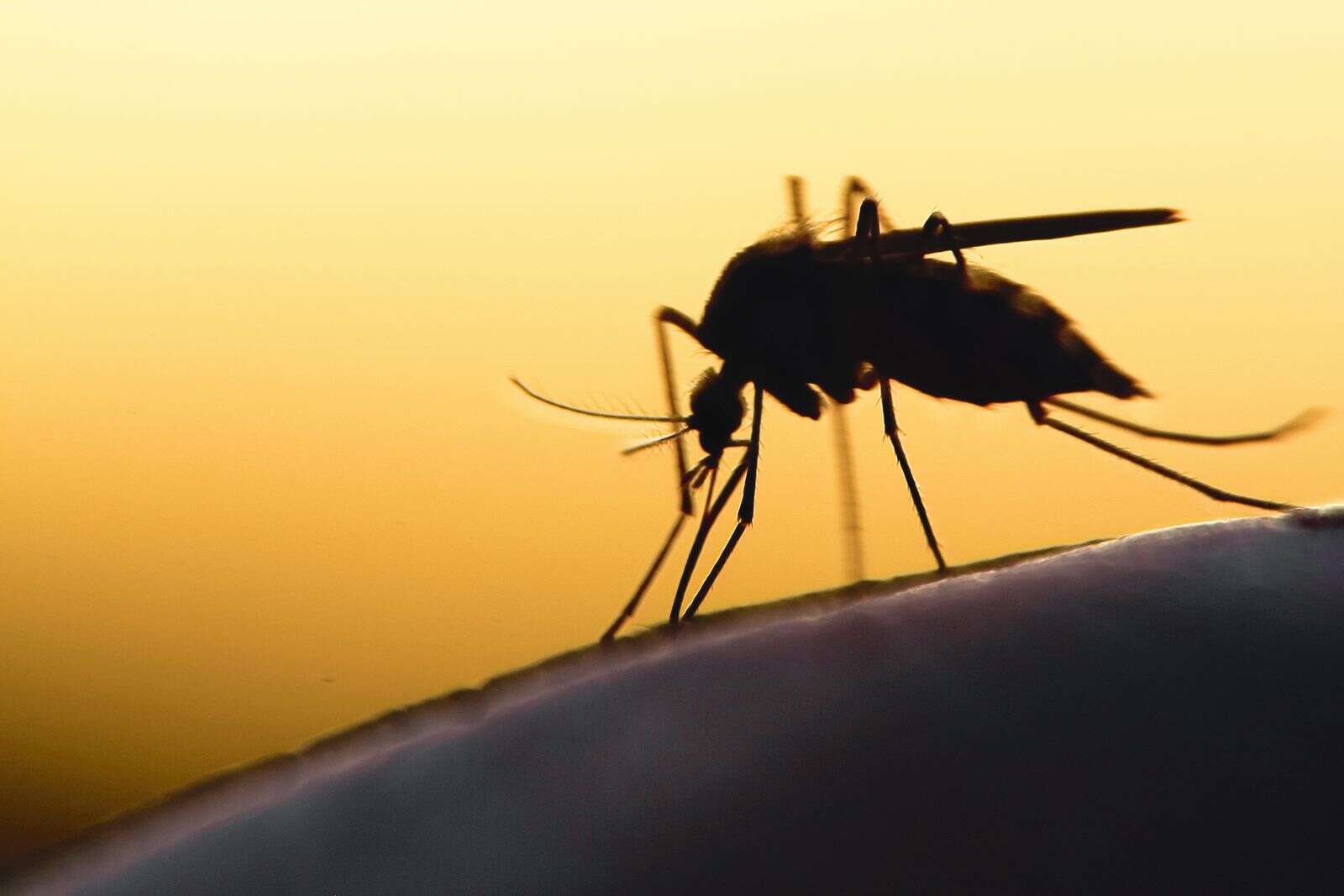 Campaspe Shire Belediyesi sivrisineklerin durumunu izliyor