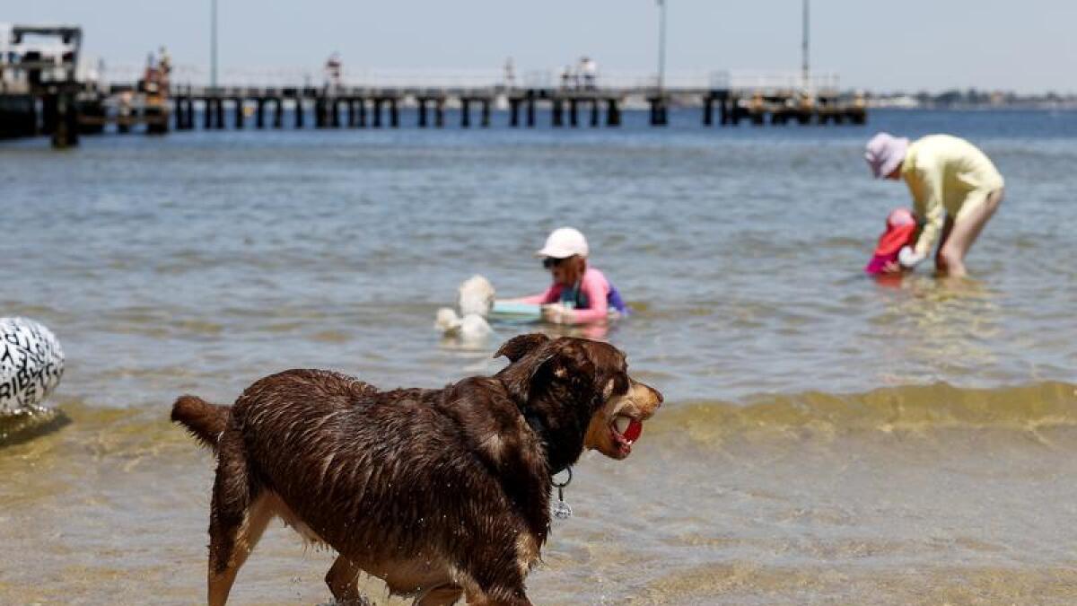 People and pets cool off in Melbourne.