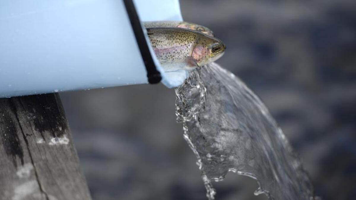 A fish stocking program has seen 35,000 rainbow trout released into waterways across Victoria.