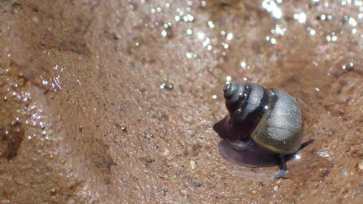 The Beddomeia tumida snail, found at yingina /Great Lake in Tasmania