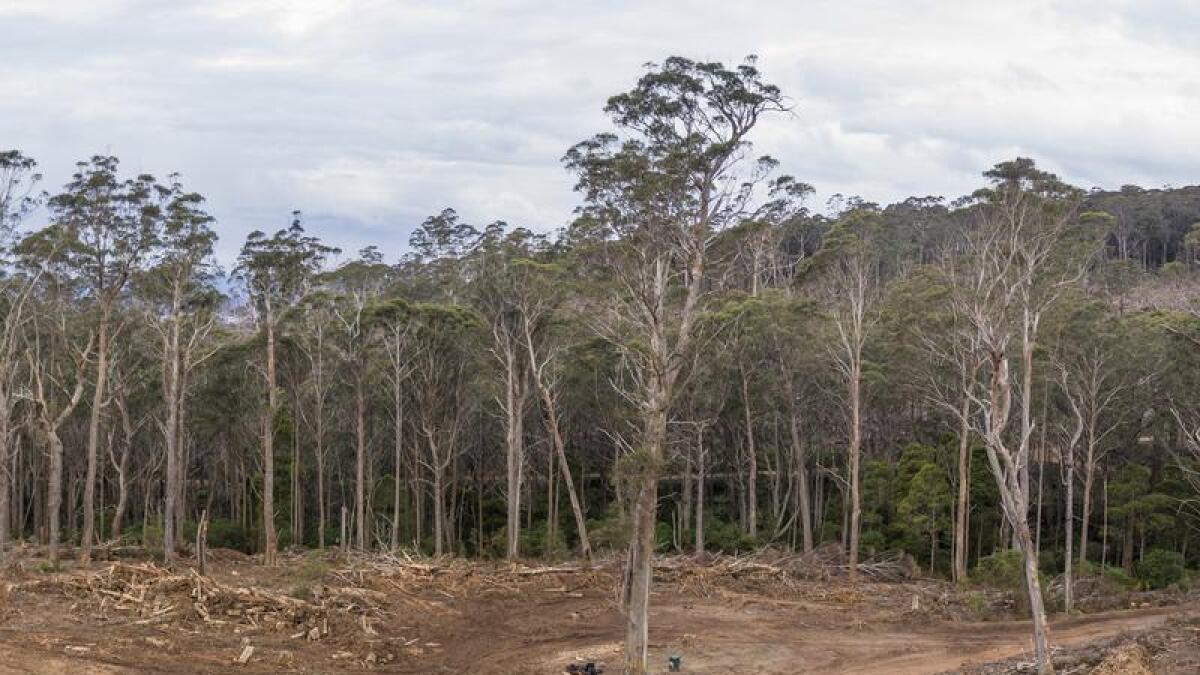 Logging in the NSW Tallaganda State Forest