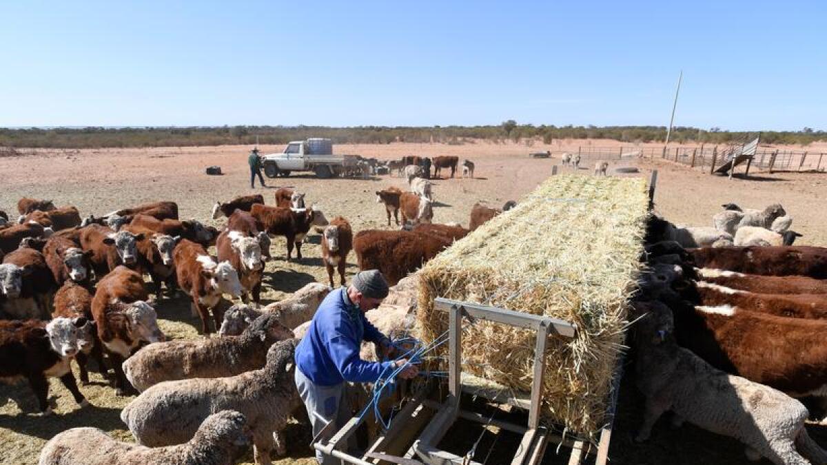 Stock gather to feed at Langawirra Station north of Broken Hill, NSW