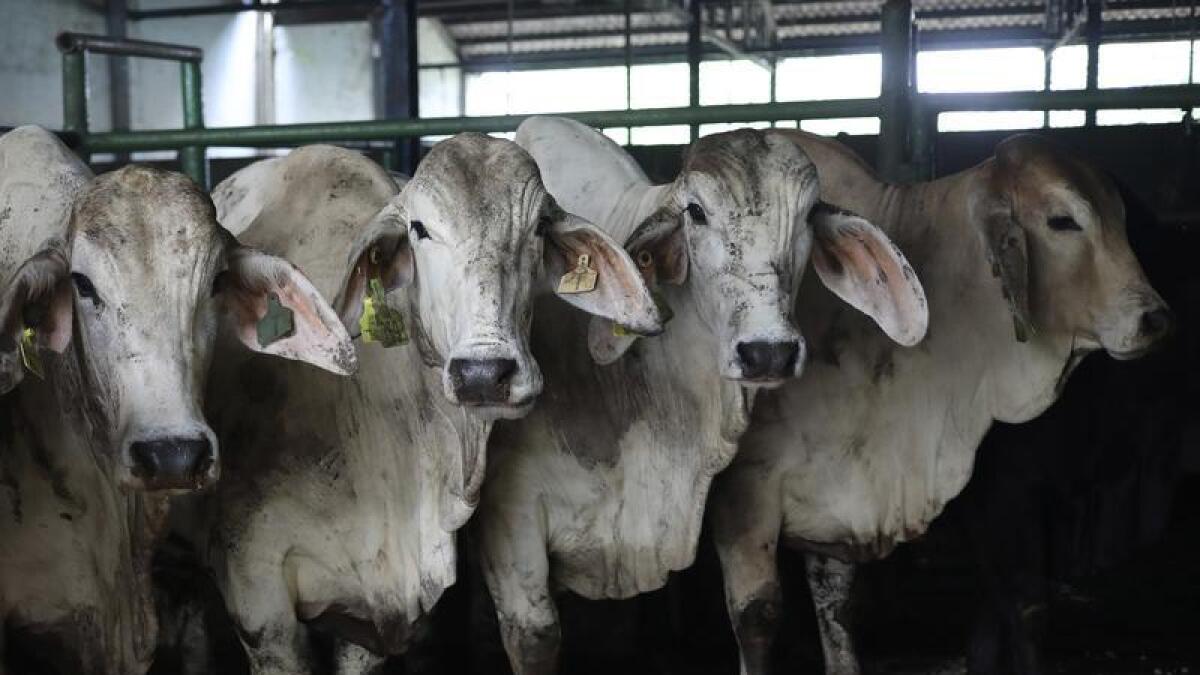 Cows imported from Australia in North Sumatra