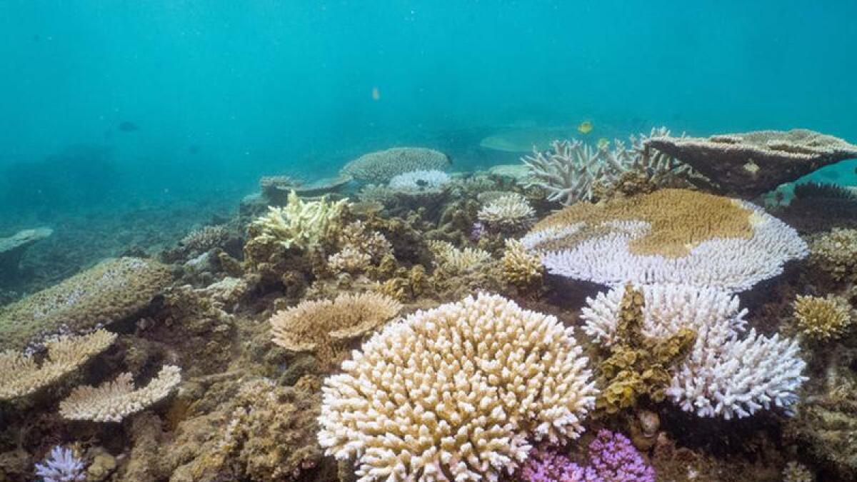 Coral at Ningaloo Marine Park, WA