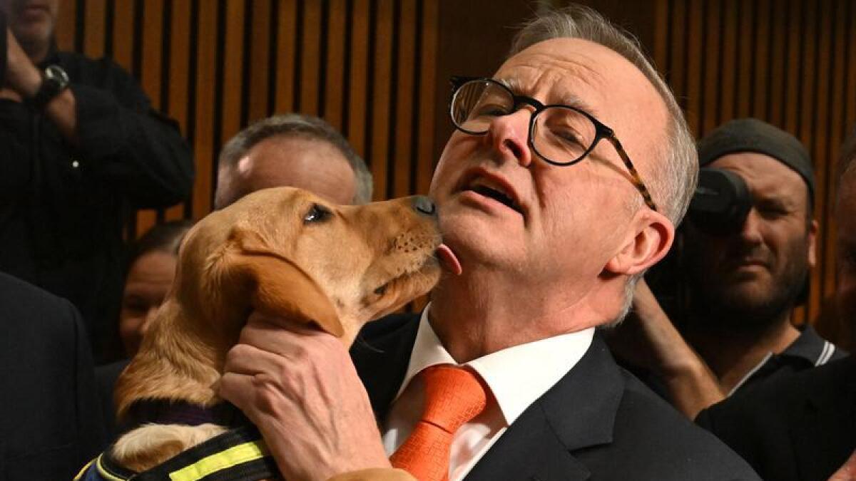 PM Anthony Albanese with trainee guide dog Sissy.
