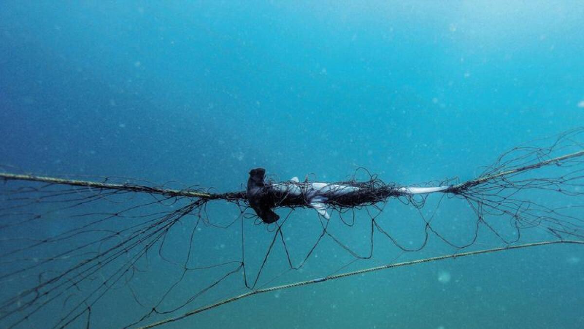 A scalloped hammerhead caught in a shark net (file)