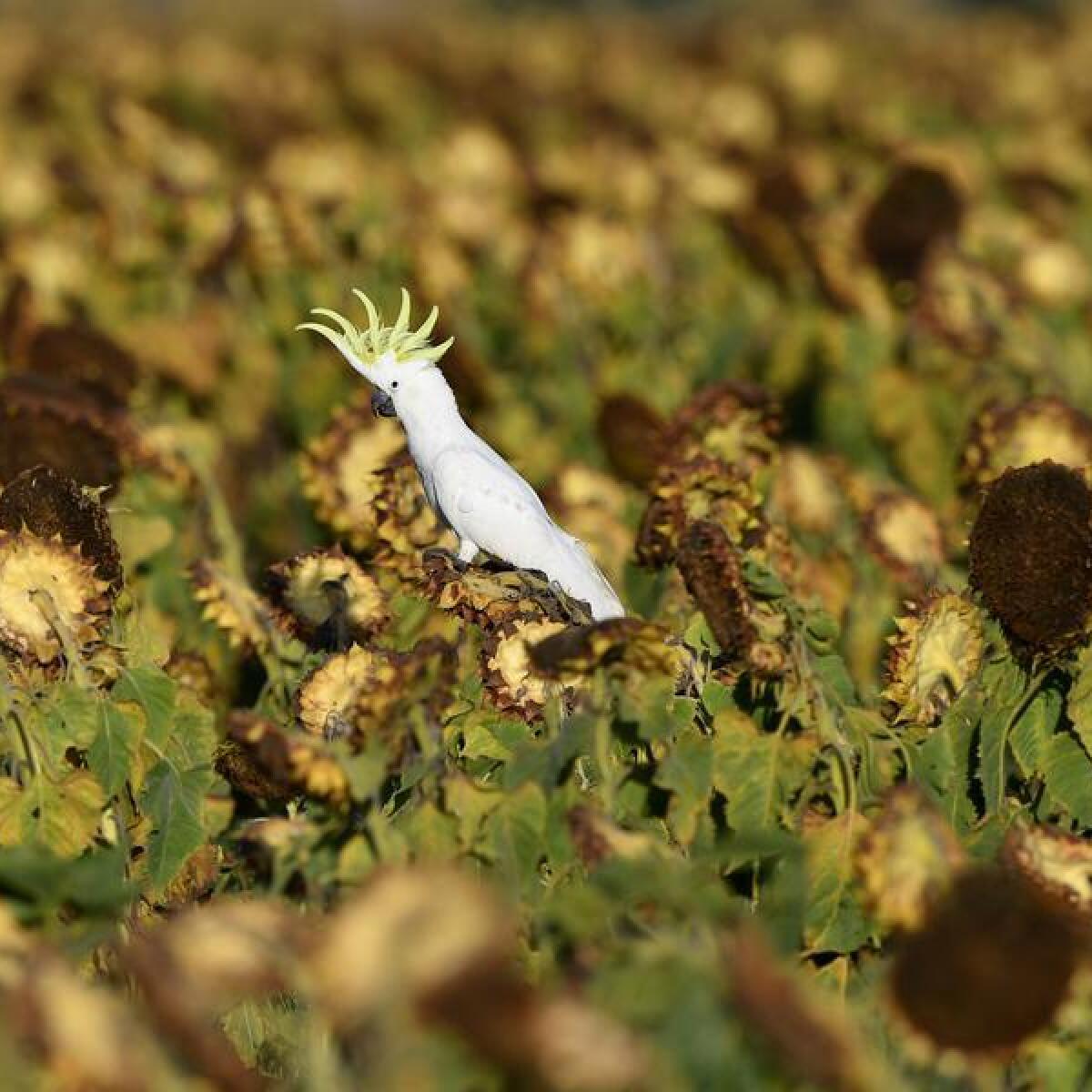 A cockatoo inn a sunflower crop in Queensland (file image)