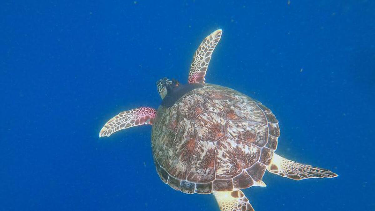 A green sea turtle with a tracking device.