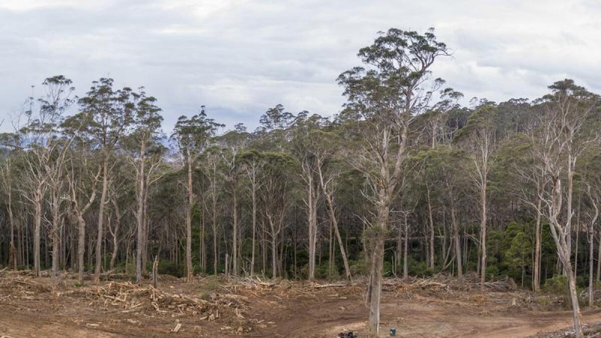 Logging in the NSW Tallaganda State Forest