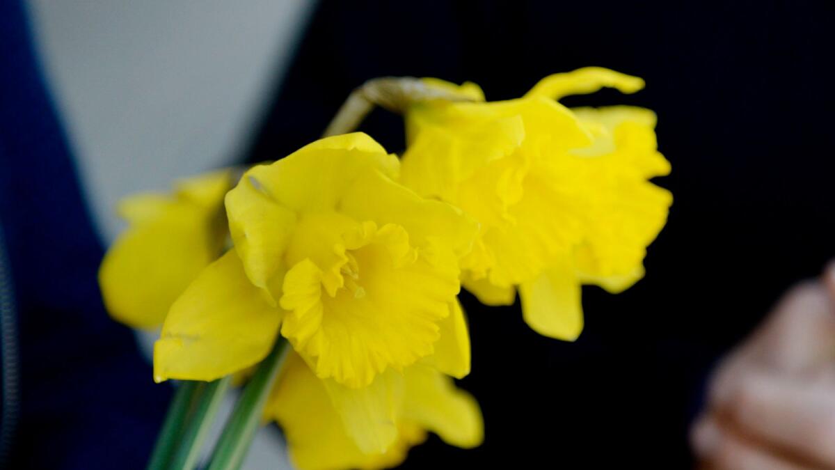 Vital: Cancer Council Victoria are asking the community to support Daffodil day which raises funds to help it conduct life saving research.