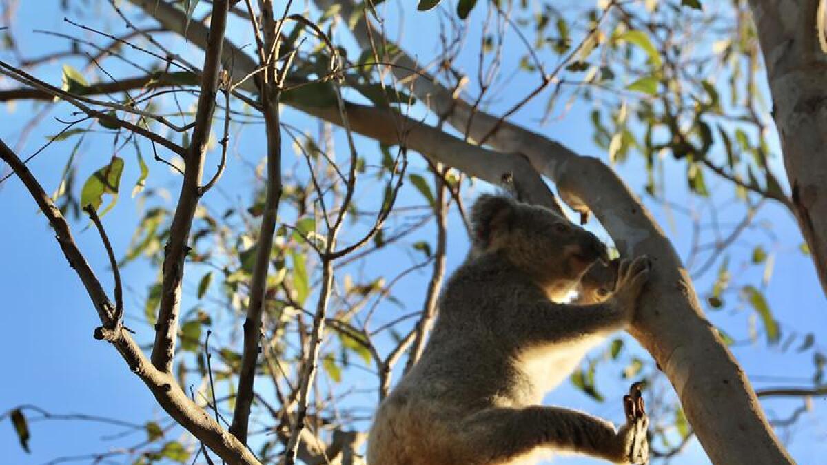 Koala joey straddles a tree.