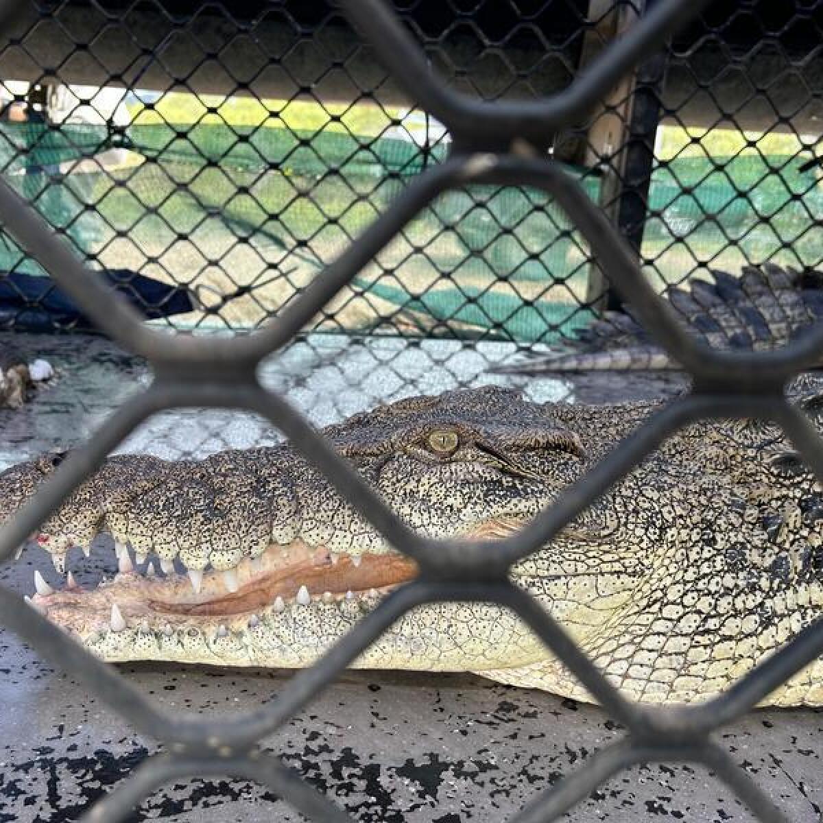 A crocodile in a cage.