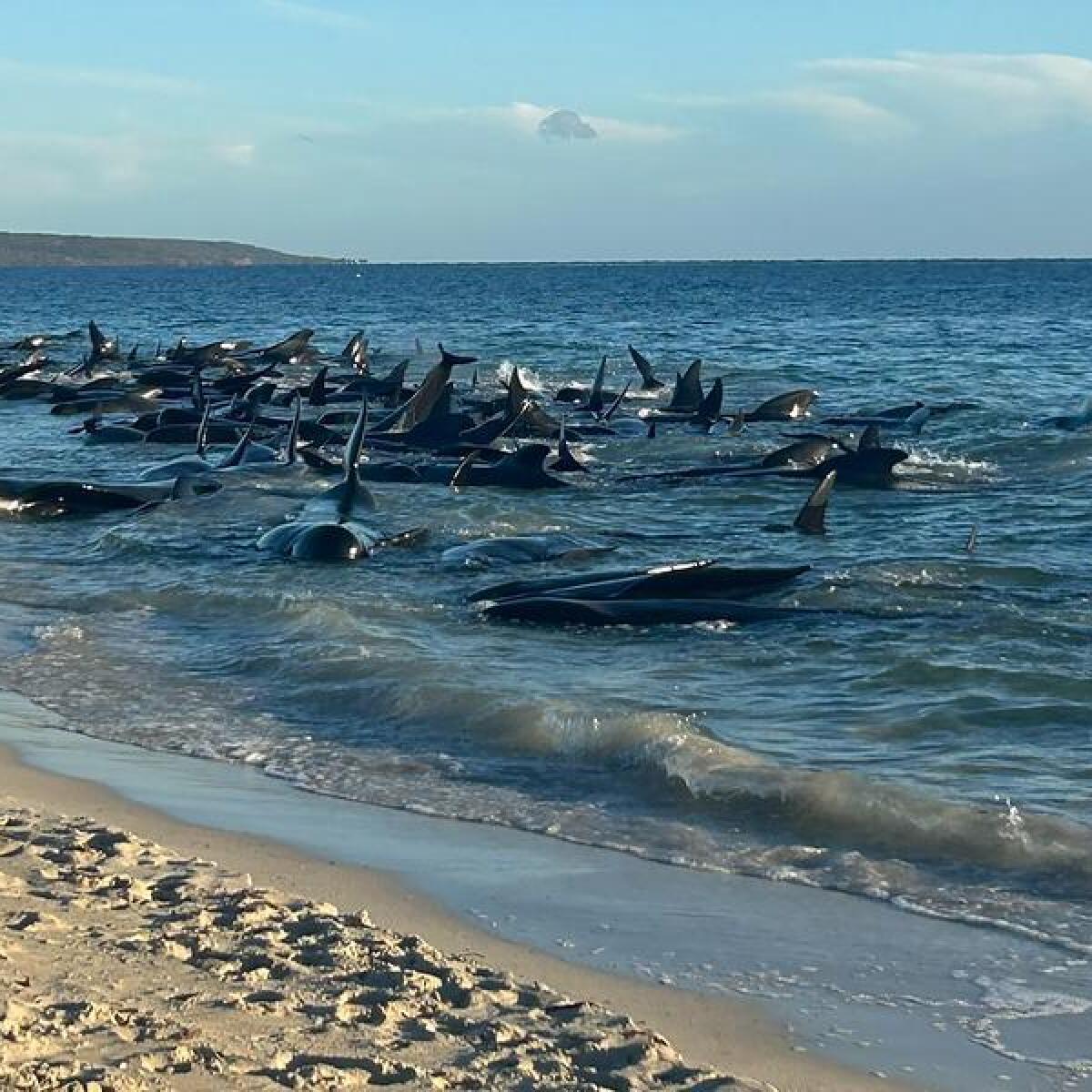 Stranded whales at Tobys Inlet 