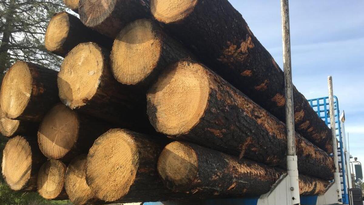 Timber logs on a truck