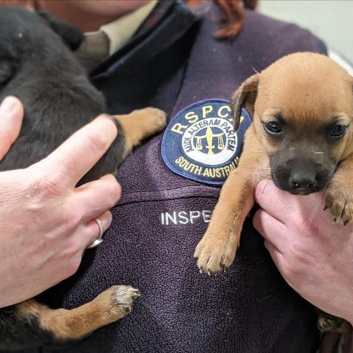 An RSPCA officer with dumped puppies in South Australia