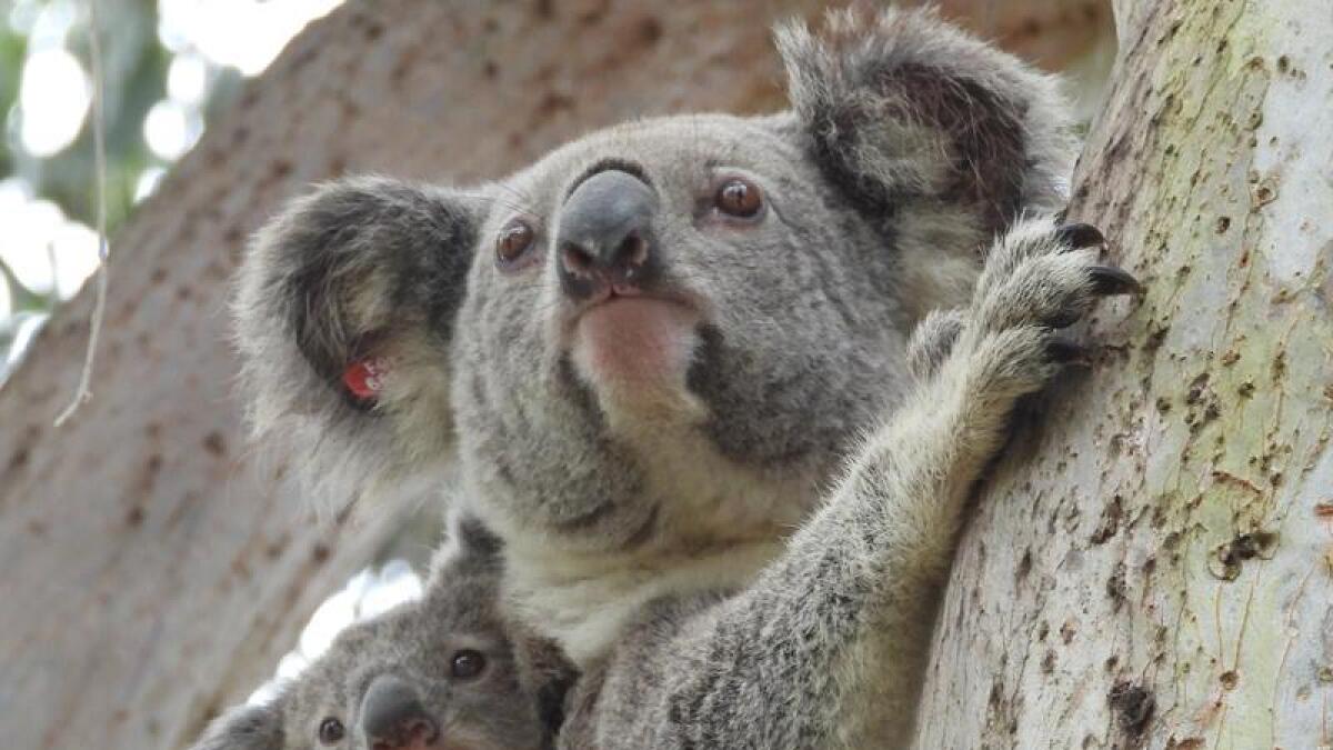 Koala with joey in tree