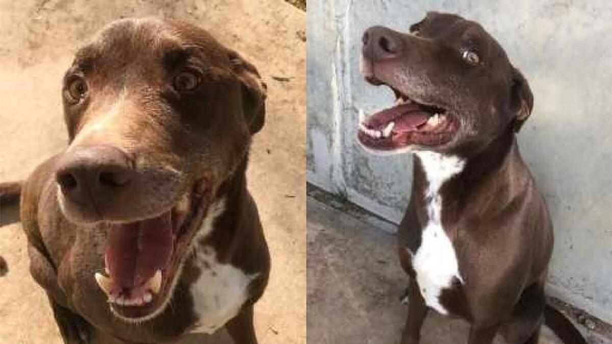 Look at that smile: Chewy is up for adoption at the Shepparton Animal Shelter. 