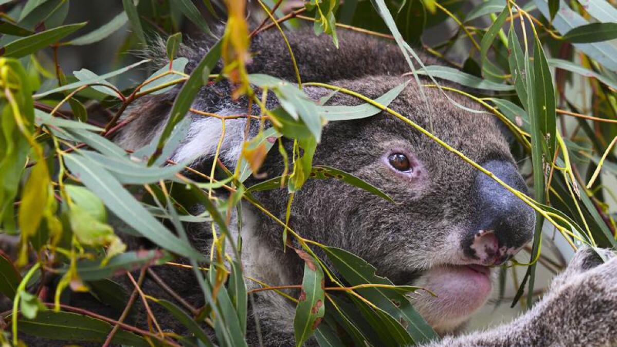 Koala eating gum leaves at a nature reserve