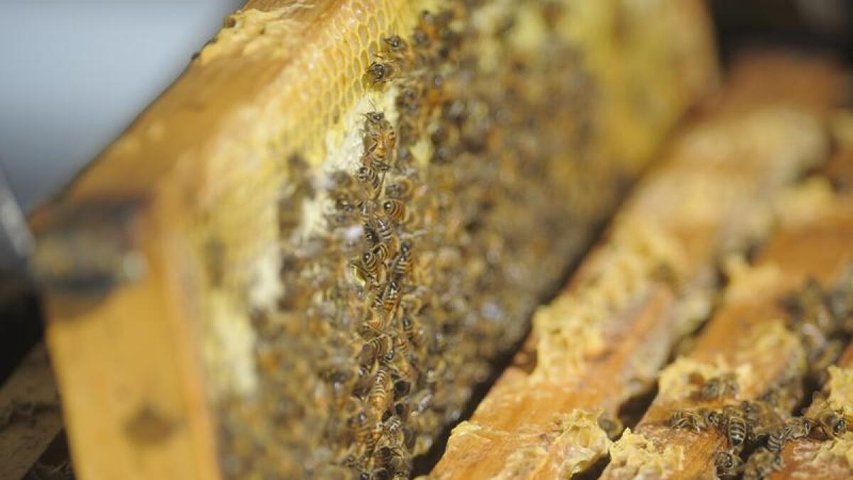 Bee hive clamp down