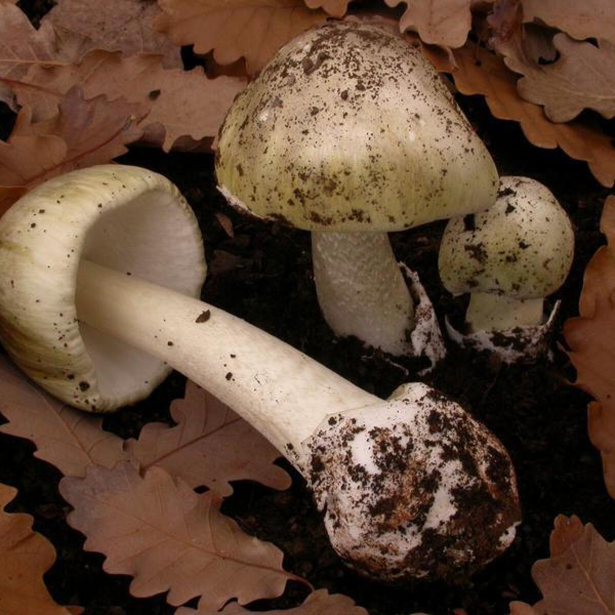 Death Cap mushrooms.