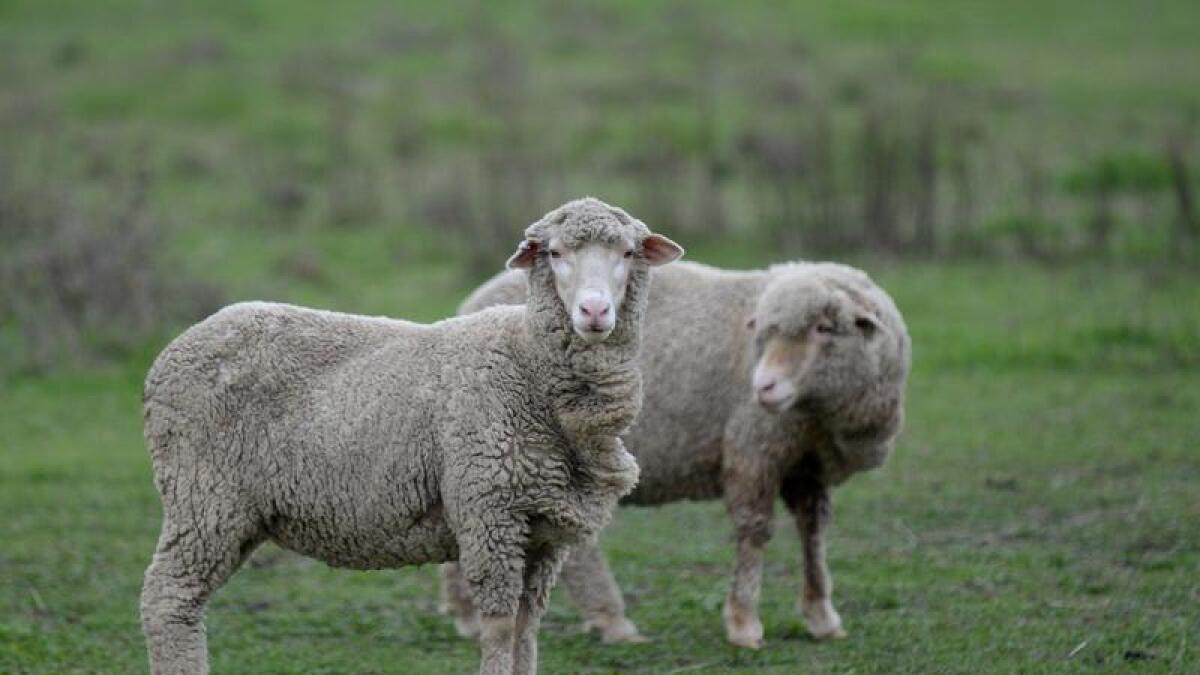 Scientists say nanotechnology could reduce deadly flystrike in sheep.