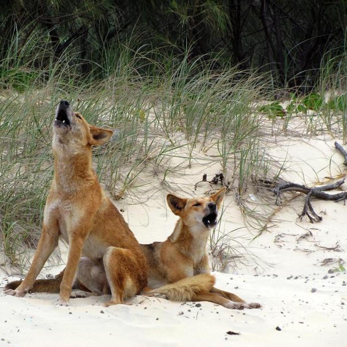 Two dingoes howling.