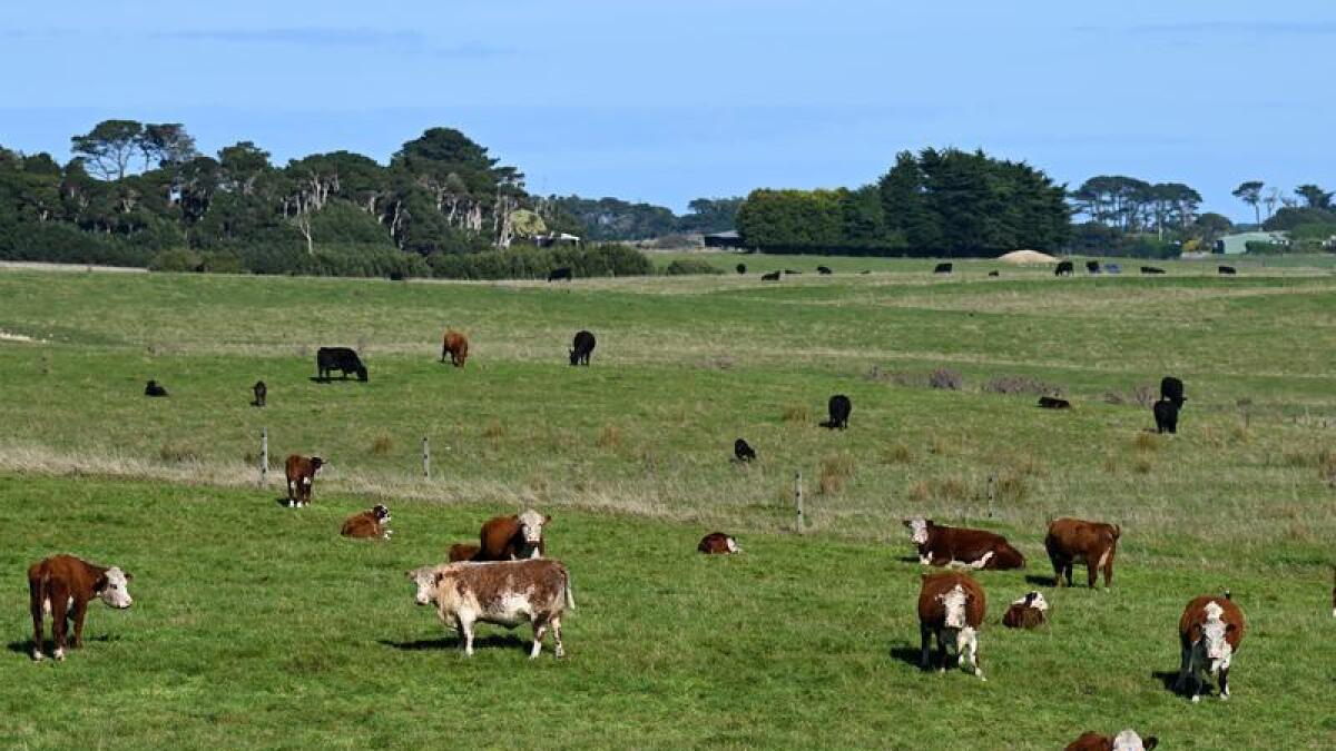 Cows in a paddock